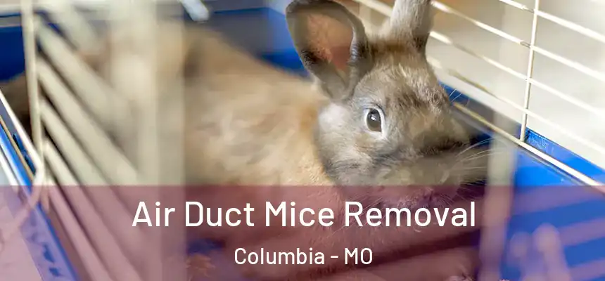 Air Duct Mice Removal Columbia - MO